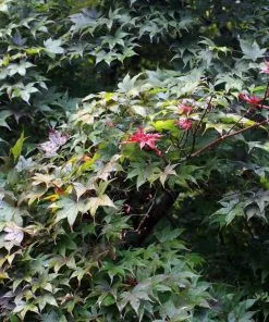 Fast Growing Trees Bloodgood Japanese Maple