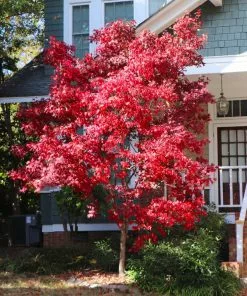 Fast Growing Trees Bloodgood Japanese Maple