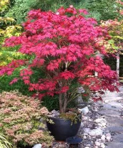 Fast Growing Trees Bloodgood Japanese Maple
