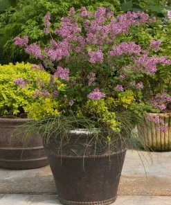 Fast Growing Trees Bloomerang® Lilac Shrub 12 Fast Growing Trees Bloomerang® Lilac Shrub