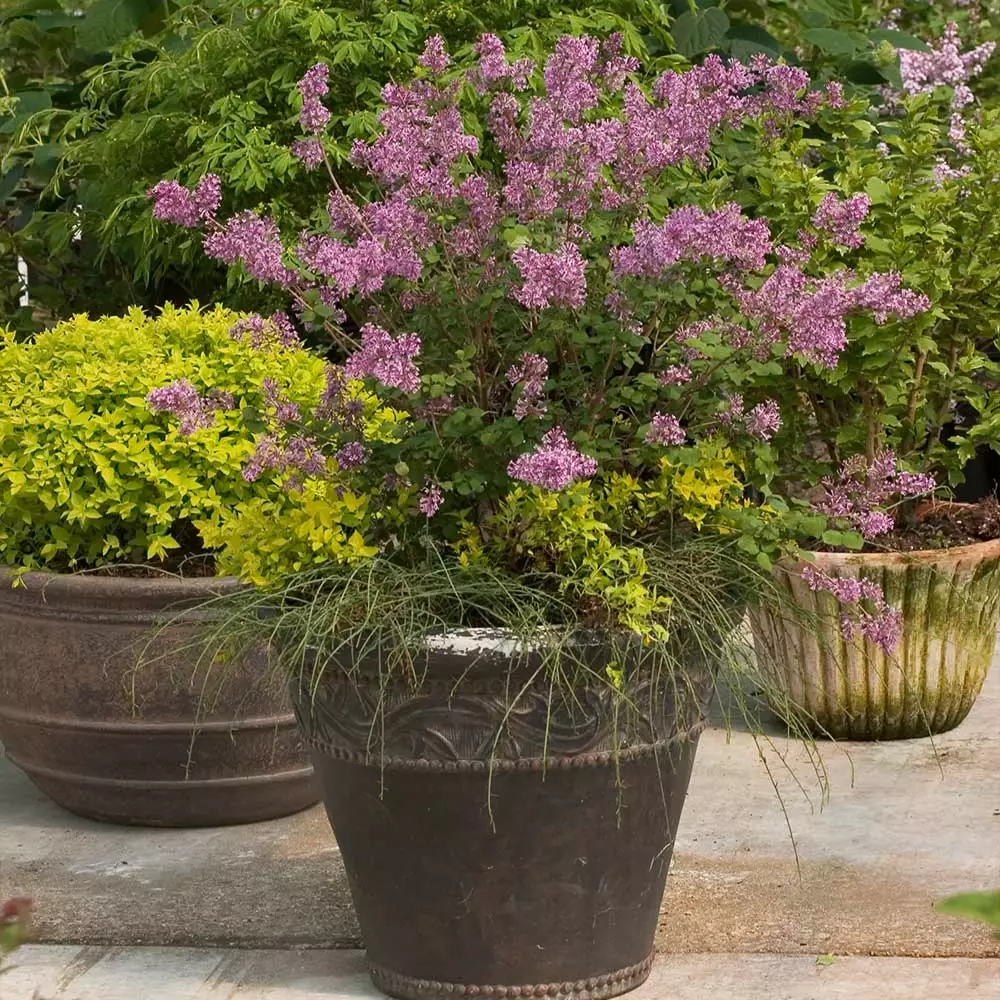 Fast Growing Trees Bloomerang® Lilac Shrub 7 Fast Growing Trees Bloomerang® Lilac Shrub