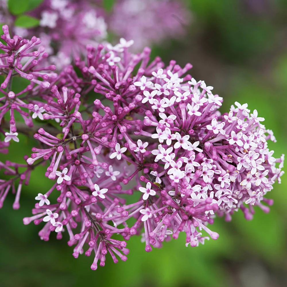 Fast Growing Trees Lilac Trees Bloomerang® Lilac Tree 5 Fast Growing Trees Lilac Trees Bloomerang® Lilac Tree