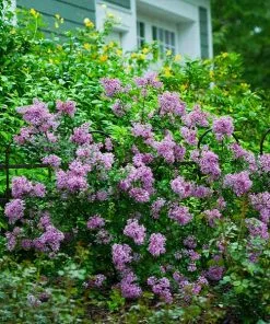 Fast Growing Trees BloomerangĀ® Lilac Shrub