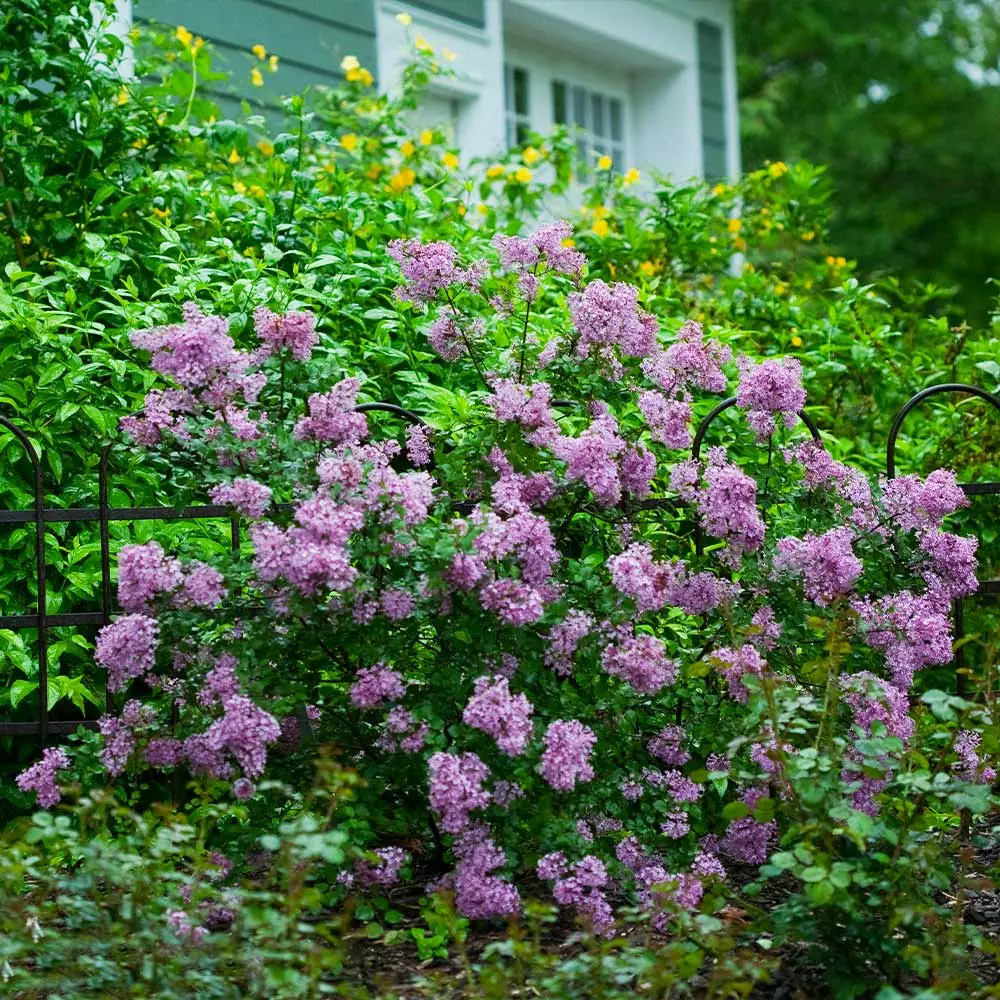 Fast Growing Trees Bloomerang® Lilac Shrub 4 Fast Growing Trees Bloomerang® Lilac Shrub