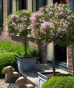 Fast Growing Trees Lilac Trees Bloomerang® Lilac Tree