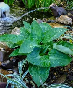 Fast Growing Trees See All Shrubs & Hedges Blue Angel Hosta Plant 7 Fast Growing Trees See All Shrubs & Hedges Blue Angel Hosta Plant