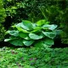 Fast Growing Trees See All Shrubs & Hedges Blue Angel Hosta Plant 2 Fast Growing Trees See All Shrubs & Hedges Blue Angel Hosta Plant