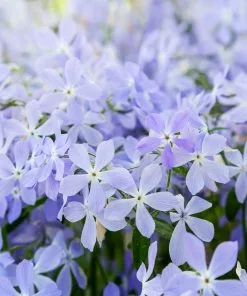 Fast Growing Trees Blue Moon Phlox Plant 7 Fast Growing Trees Blue Moon Phlox Plant