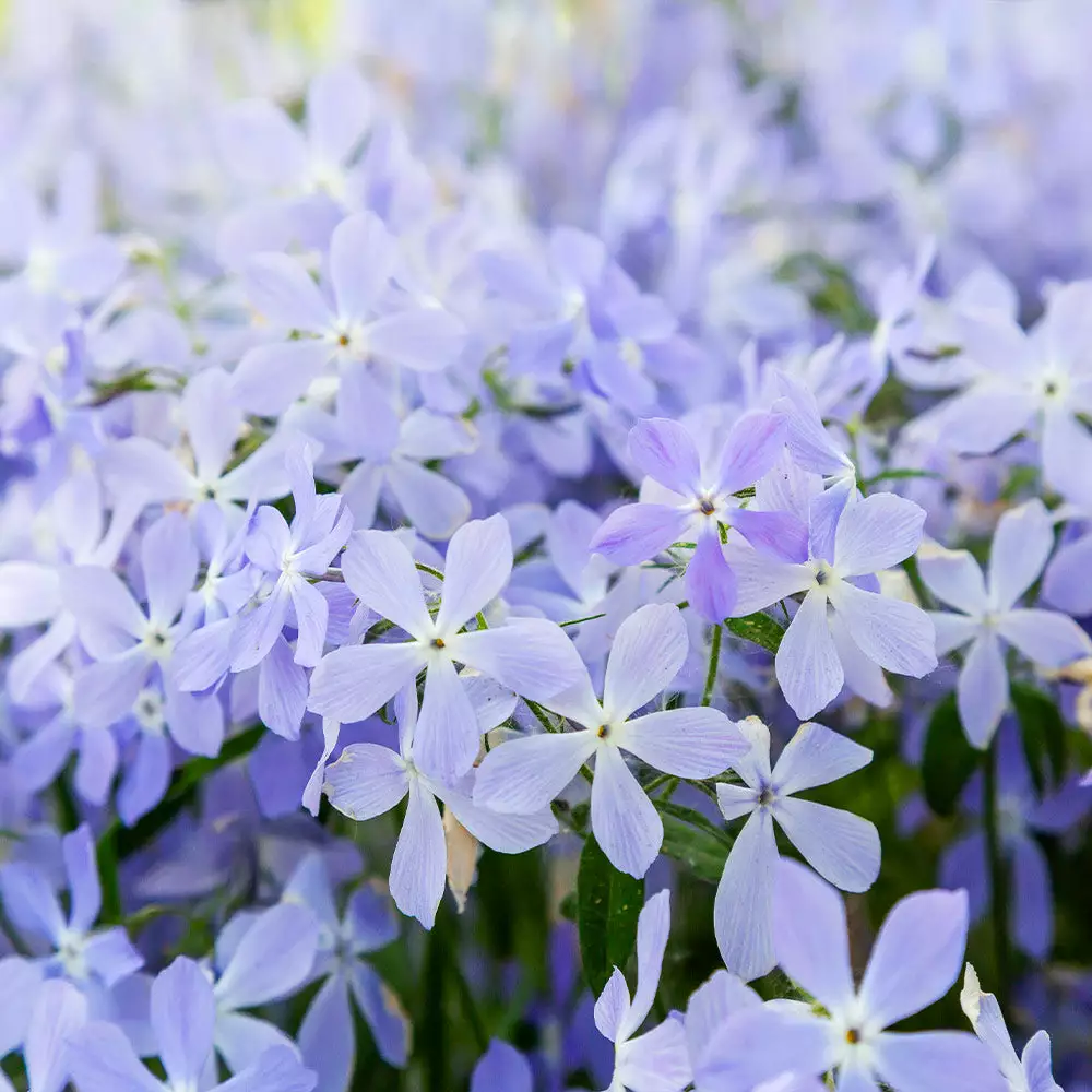 Fast Growing Trees Blue Moon Phlox Plant 5 Fast Growing Trees Blue Moon Phlox Plant