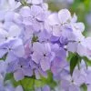 Fast Growing Trees Blue Moon Phlox Plant 2 Fast Growing Trees Blue Moon Phlox Plant