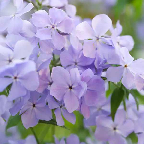 Fast Growing Trees Blue Moon Phlox Plant 3 Fast Growing Trees Blue Moon Phlox Plant