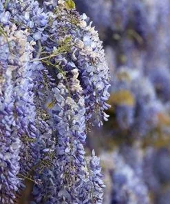 Fast Growing Trees Blue Moon Wisteria Vine 7 Fast Growing Trees Blue Moon Wisteria Vine
