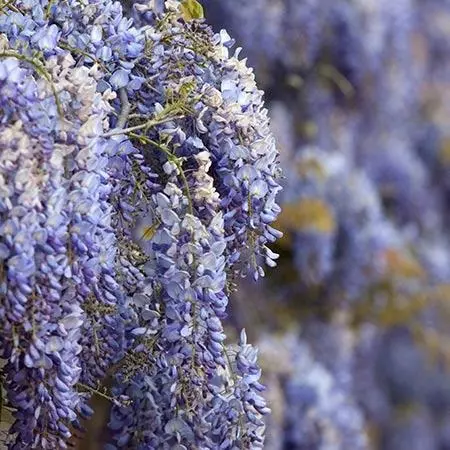 Fast Growing Trees Blue Moon Wisteria Vine 5 Fast Growing Trees Blue Moon Wisteria Vine