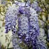 Fast Growing Trees Blue Moon Wisteria Vine 1 Fast Growing Trees Blue Moon Wisteria Vine