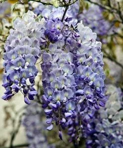 Fast Growing Trees Blue Moon Wisteria Vine