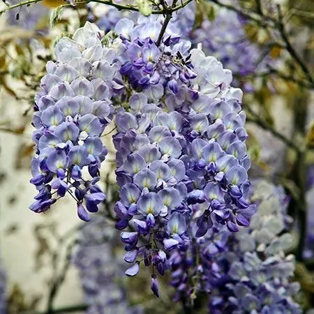 Fast Growing Trees Blue Moon Wisteria Vine 4 Fast Growing Trees Blue Moon Wisteria Vine