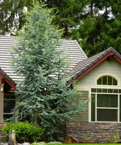 Fast Growing Trees Cedars Blue Atlas Cedar Tree