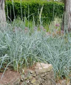 Fast Growing Trees Blue Dune Lyme Grass Ornamental Grasses