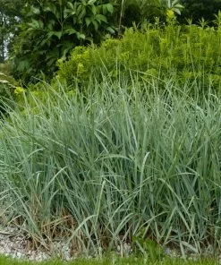 Fast Growing Trees Blue Dune Lyme Grass Ornamental Grasses