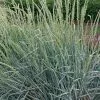 Fast Growing Trees Blue Dune Lyme Grass Ornamental Grasses 1 Fast Growing Trees Blue Dune Lyme Grass Ornamental Grasses
