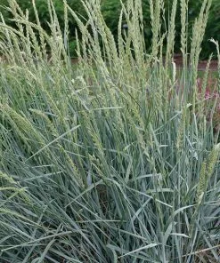 Fast Growing Trees Blue Dune Lyme Grass Ornamental Grasses