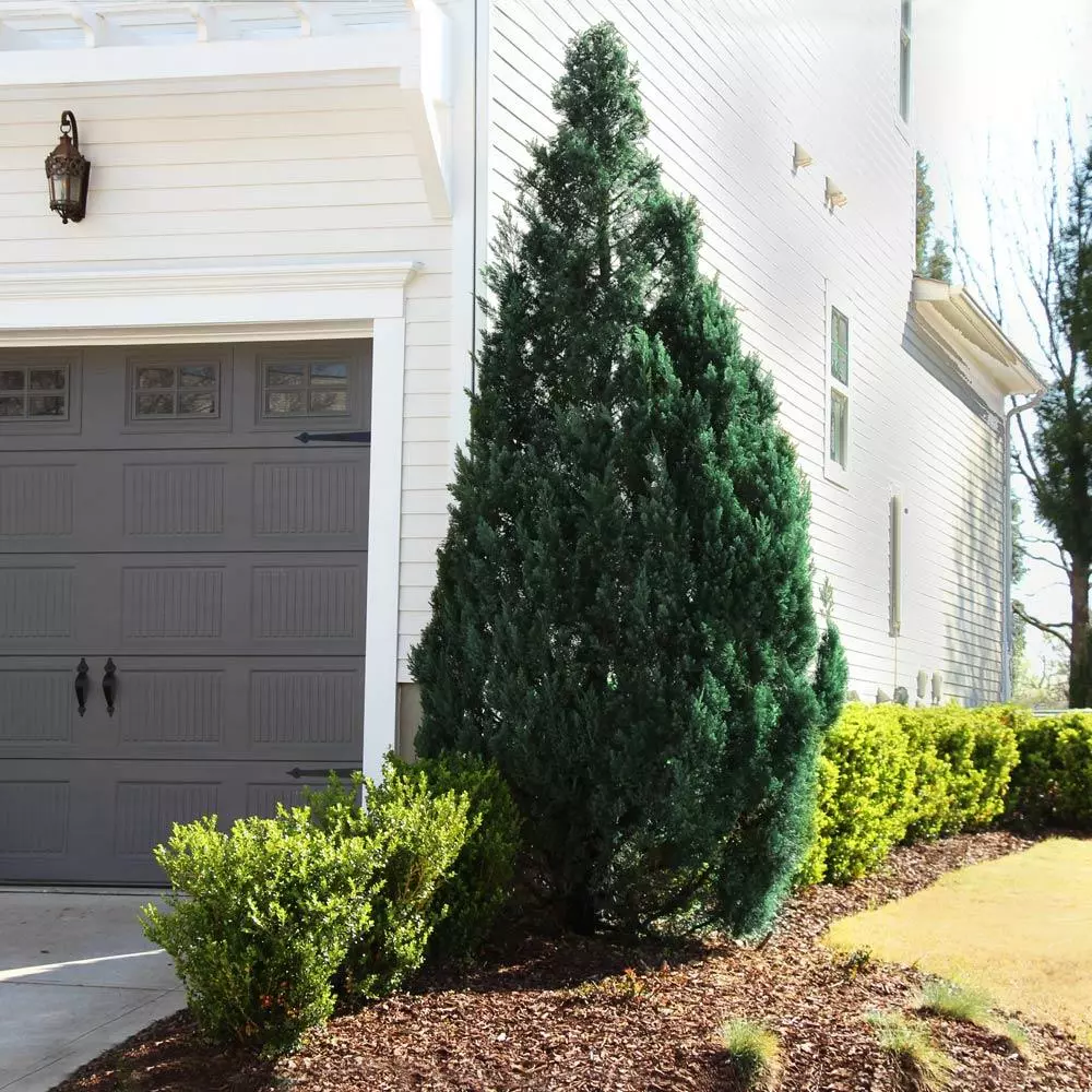 Fast Growing Trees Blue Point Juniper Juniper Trees 4 Fast Growing Trees Blue Point Juniper Juniper Trees