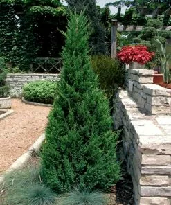 Fast Growing Trees Blue Point Juniper Juniper Trees 8 Fast Growing Trees Blue Point Juniper Juniper Trees