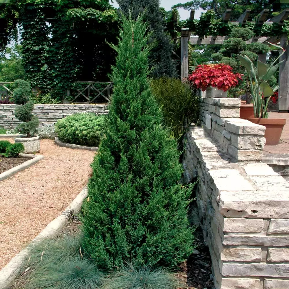Fast Growing Trees Blue Point Juniper Juniper Trees 5 Fast Growing Trees Blue Point Juniper Juniper Trees