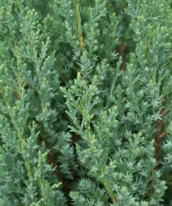 Fast Growing Trees Blue Point Juniper Juniper Trees 9 Fast Growing Trees Blue Point Juniper Juniper Trees