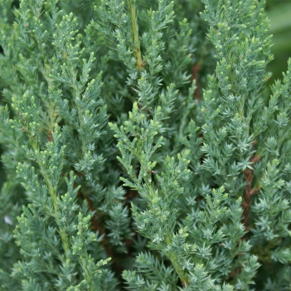 Fast Growing Trees Blue Point Juniper Juniper Trees 6 Fast Growing Trees Blue Point Juniper Juniper Trees
