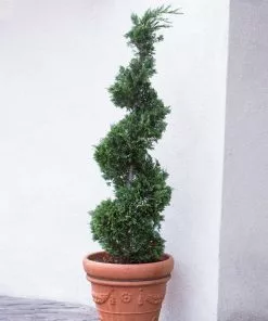 Fast Growing Trees Blue Point Spiral Juniper Gift Plant Juniper Trees