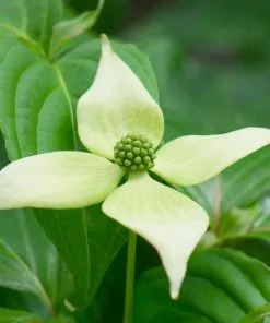 Fast Growing Trees Dogwood Trees Blue Ray Kousa Dogwood 9 Fast Growing Trees Dogwood Trees Blue Ray Kousa Dogwood