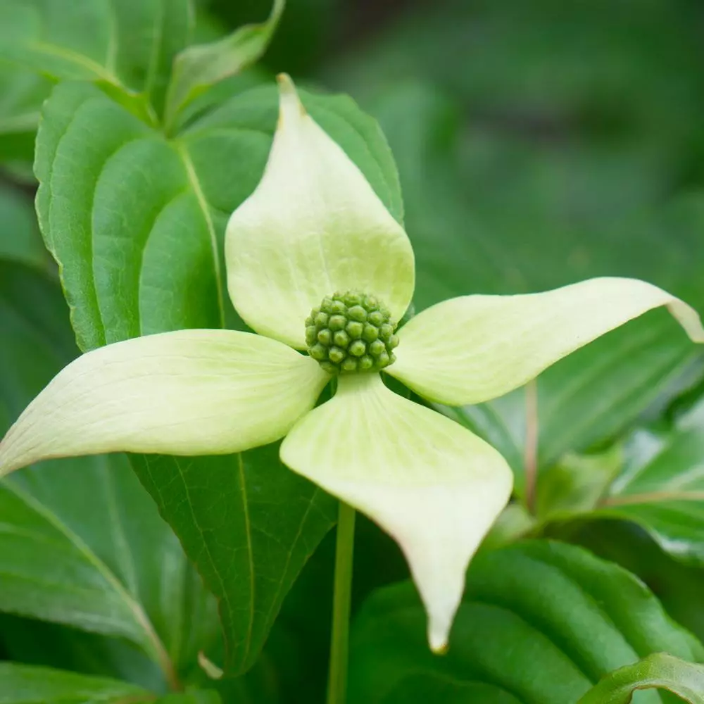 Fast Growing Trees Dogwood Trees Blue Ray Kousa Dogwood 5 Fast Growing Trees Dogwood Trees Blue Ray Kousa Dogwood