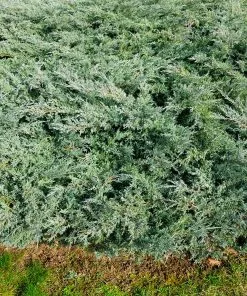 Fast Growing Trees Blue Rug Juniper Juniper Trees 7 Fast Growing Trees Blue Rug Juniper Juniper Trees