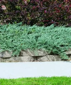 Fast Growing Trees Blue Rug Juniper Juniper Trees