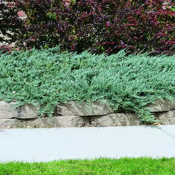 Fast Growing Trees Blue Rug Juniper Juniper Trees 3 Fast Growing Trees Blue Rug Juniper Juniper Trees