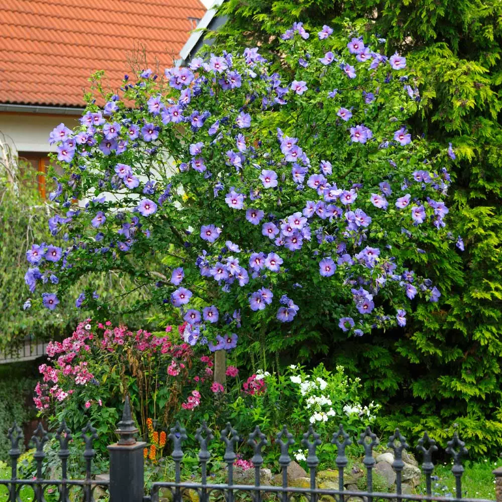 Fast Growing Trees Azurri Blue Satin® Rose Of Sharon Althea Tree Blue Flowers 4 Fast Growing Trees Azurri Blue Satin® Rose Of Sharon Althea Tree Blue Flowers