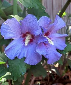 Fast Growing Trees Azurri Blue Satin® Rose Of Sharon Althea Tree Blue Flowers 8 Fast Growing Trees Azurri Blue Satin® Rose Of Sharon Althea Tree Blue Flowers