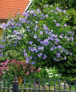 Fast Growing Trees Azurri Blue Satin® Rose Of Sharon Althea Tree Blue Flowers