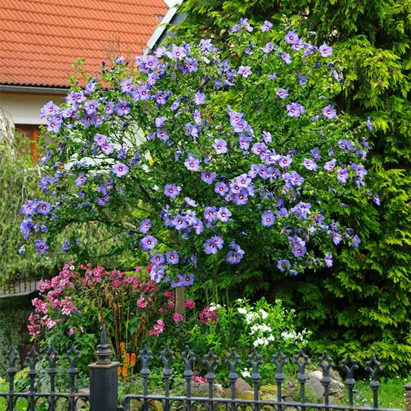 Fast Growing Trees Azurri Blue Satin® Rose Of Sharon Althea Tree Blue Flowers 3 Fast Growing Trees Azurri Blue Satin® Rose Of Sharon Althea Tree Blue Flowers