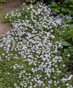 Fast Growing Trees Blue Star Creeper Plants For Wet Areas 8 Fast Growing Trees Blue Star Creeper Plants For Wet Areas