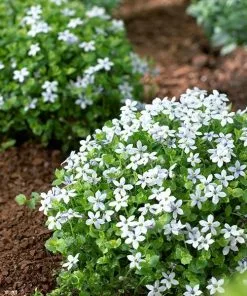 Fast Growing Trees Blue Star Creeper Plants For Wet Areas