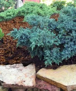 Fast Growing Trees Blue Star Juniper Shrub Juniper Trees