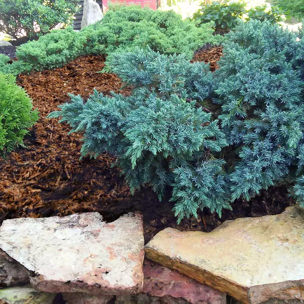 Fast Growing Trees Blue Star Juniper Shrub Juniper Trees 4 Fast Growing Trees Blue Star Juniper Shrub Juniper Trees