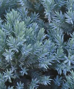 Fast Growing Trees Blue Star Juniper Shrub Juniper Trees 9 Fast Growing Trees Blue Star Juniper Shrub Juniper Trees