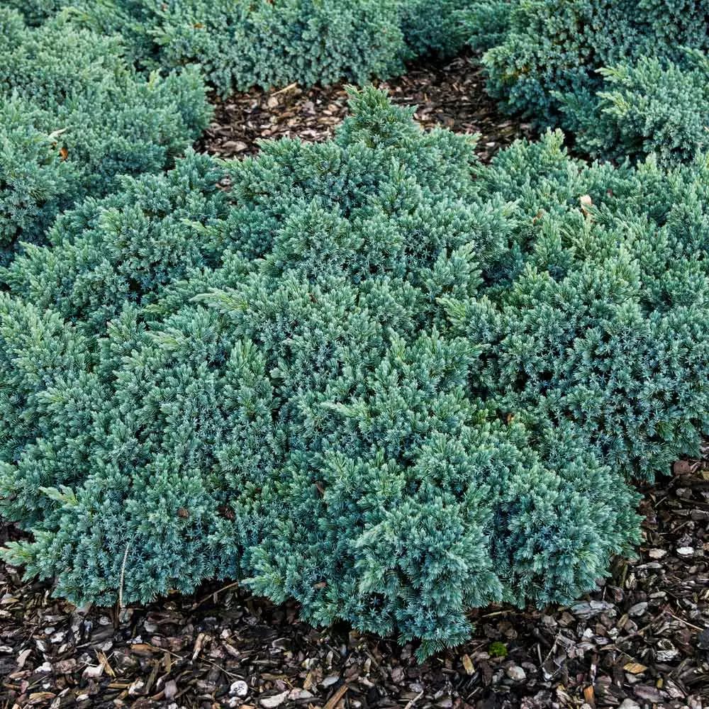 Fast Growing Trees Blue Star Juniper Shrub Juniper Trees 7 Fast Growing Trees Blue Star Juniper Shrub Juniper Trees