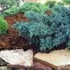Fast Growing Trees Blue Star Juniper Shrub Juniper Trees 2 Fast Growing Trees Blue Star Juniper Shrub Juniper Trees