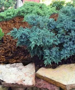 Fast Growing Trees Blue Star Juniper Shrub Juniper Trees