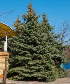 Fast Growing Trees Spruce Trees Blue Wonder Spruce Tree 7 Fast Growing Trees Spruce Trees Blue Wonder Spruce Tree