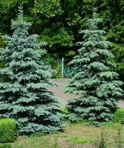 Fast Growing Trees Spruce Trees Blue Wonder Spruce Tree